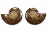 Cut & Polished, Agatized Ammonite Fossil - Madagascar #346160-1